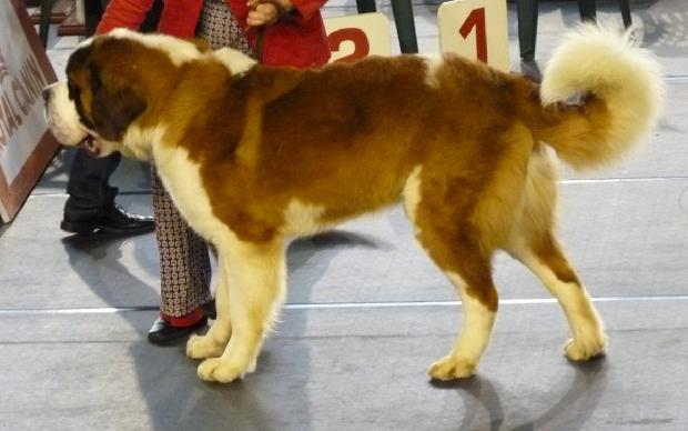 Cão de São Bernardo