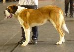 Cães