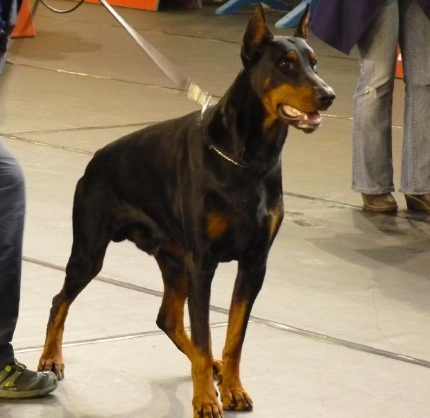 Dobermann