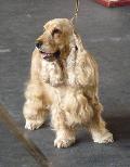 Cocker Spaniel Inglês
