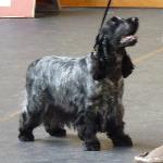 Cães