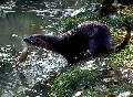 Lontra