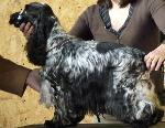 Cães