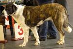 Cães