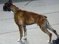 Boxer