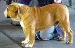 Cães