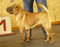 Shar Pei
