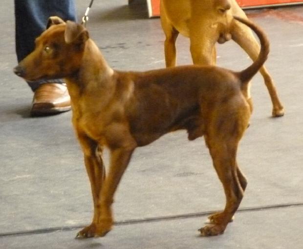 Pinscher Miniatura