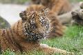 Cria de tigre-de-Sumatra