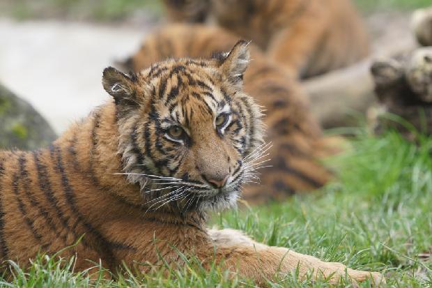 Cria de tigre-de-Sumatra