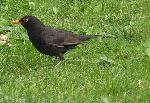 Aves