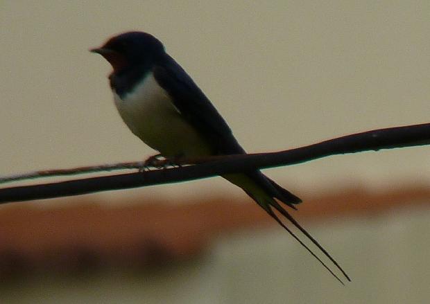 Andorinha-das-chaminés