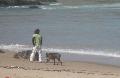 Cão na praia