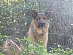 Cães