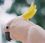 Aves