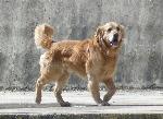 Cães