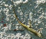 Lagartixa-ibérica <i>(Podarcis hispanica)</i>