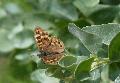Borboleta-loba