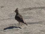 Aves