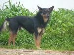 Cães