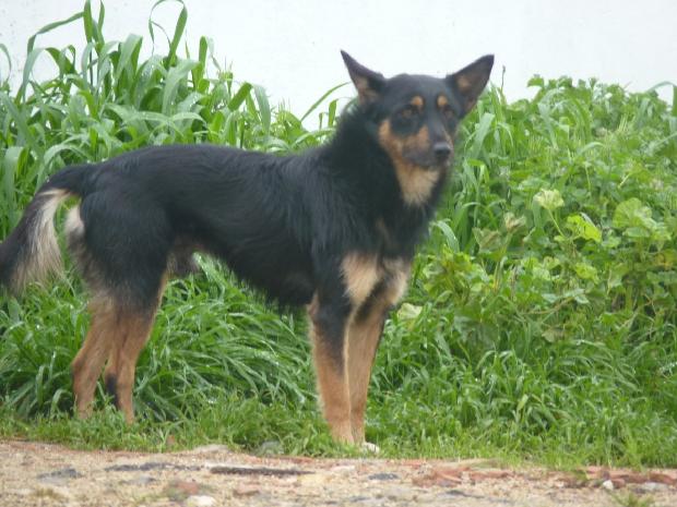 Cão