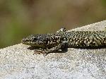 Lagartixa-ibérica <i>(Podarcis hispanica)</i>