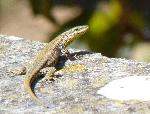 Lagartixa-ibérica <i>(Podarcis hispanica)</i>