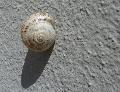 Caracol