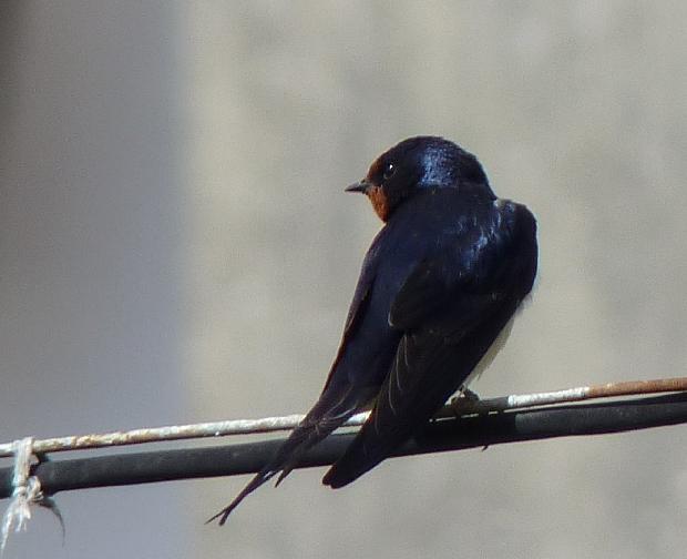 Andorinha-das-chaminés