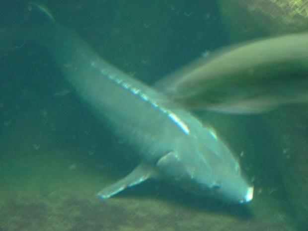 Esturjão-atlântico