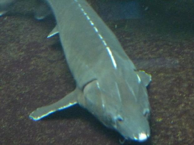 Esturjão-atlântico