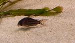 Coridora <i>(Corydora sodalis)</i>