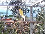 Aves