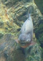Piranha-vermelha <i>(Pygocentrus nattereri)</i>