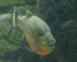 Piranha-vermelha <i>(Pygocentrus nattereri)</i>