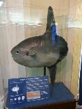 Peixe-lua AVG