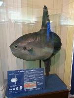 Peixe-lua <i>(Mola mola)</i>