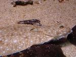 Linguado <i>(Solea solea)</i>