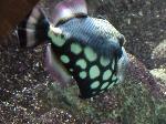 Peixe-porco-palhaço <i>(Balistoides conspicillum)</i>