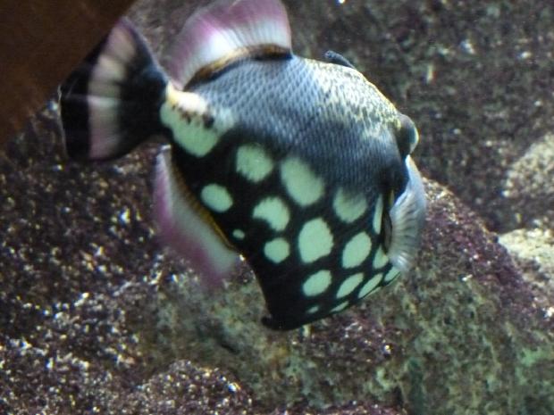 Peixe-porco-palhaço