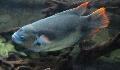 Gourami