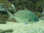 Sargo <i>(Diplodus sargus)</i>