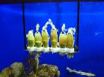 Pata-roxa <i>(Scyliorhinus canicula)</i>