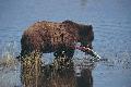 Urso