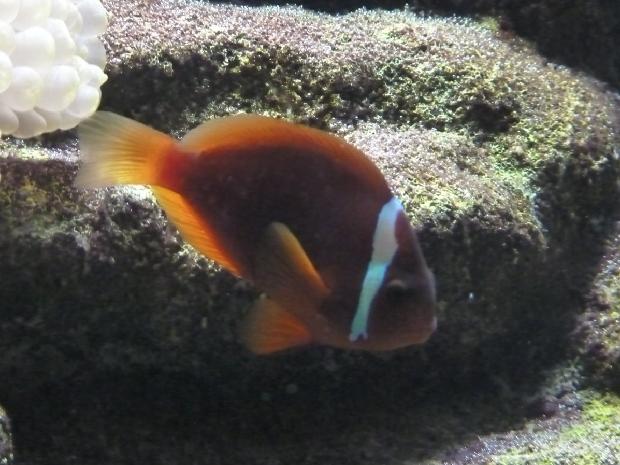 Amphiprion-frenatus