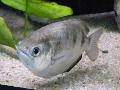 Peixe-arqueiro