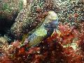 Peixe