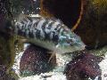Peixe