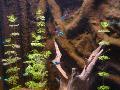 Néons