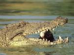 Crocodilo em Luanda